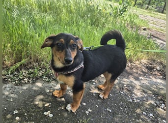 Kleine Riva sucht eine Familie