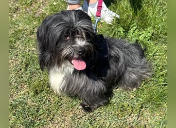 Micha: Hundekind sucht ein Zuhause