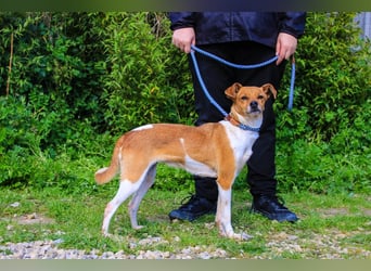 Holly, Mix Chihuahua / Beagle, lieb und verträglich