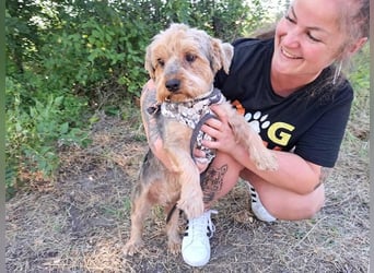 Yoyo, treuer Yorkshireterriermix, ca. 5 Jahre, ca. 31 cm, ca. 9 kg *in 50733 Köln*