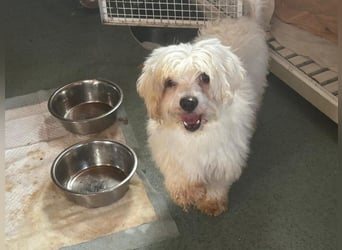 Zemi: Von Ihren Besitzern im Tierheim abgegeben