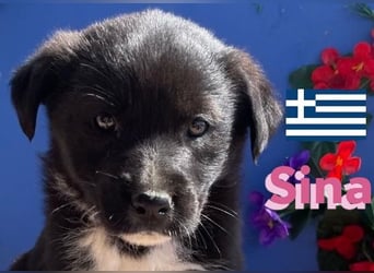 Sina,geb02/25,kleine Schmusemaus sucht Kuschelkörbchen