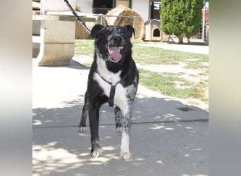 Mady eine verspielter Familienhund