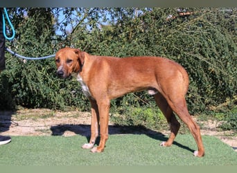 Arthur, Mix Labrador / Podengo