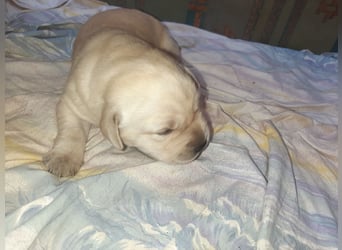 Labradorpuppies mit Papieren suchen ab Mitte Juli ein neues Zuhause