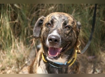 Loki (Spanien) - würde sehr gerne aufs Land ziehen