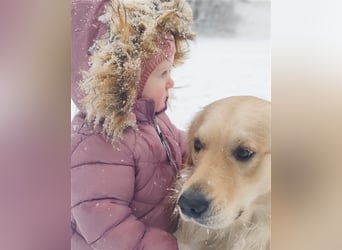 Golden Retriever Deckrüde