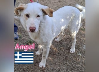 Angel,geb.04/23,ruhige,menschenbezogene Hündin sucht ihre Familie