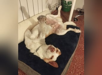 Jumanji – neugieriger Podenco mit liebevollem Wesen