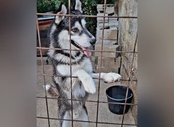 Husky Tedy: aktiv und lebensfroher Bub