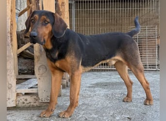 Levi ❤️ Bracke-Mix, verspielt+ aufgeschlossen