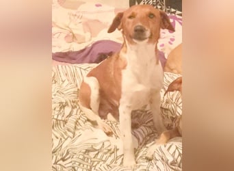 ❤️ PEPE braucht viel Liebe - 2 Jahre, 38cm/7kg - Foxterrier