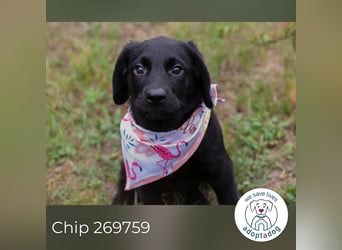 Chip 269759: Hundekind sucht ein Zuhause