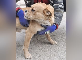 KUBA -  SUCHT EINEN KUSCHELPLATZ