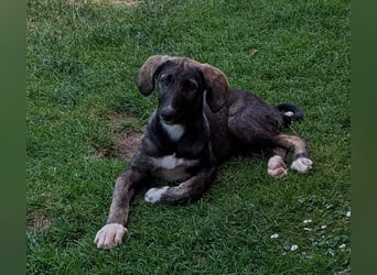 Elsa wartet in 97513 Michelau
