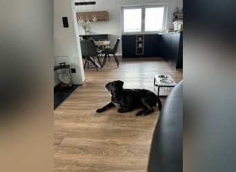 Maffy - Labrador-Mix-Hündin mit Herz sucht ihr Für-immer-Zuhause