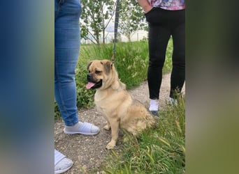 Jedi, geboren 01.01.2023, 45cm sucht sein Zuhause