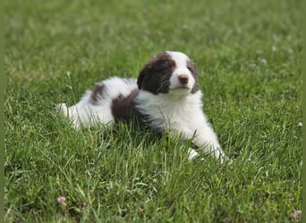 Border Collie Welpen -  Rüden