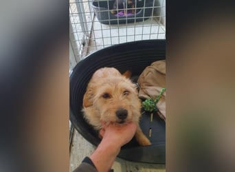 Prezli-DG, sucht neue Familie!