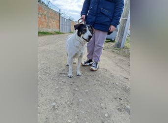 Esme - lieb, verspielt und zutraulich