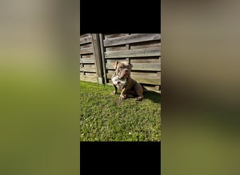 Exotic Bully Bulldog OEB Welpen Bulldogge