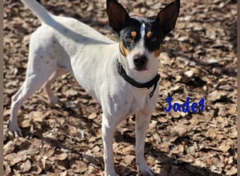 Jade1 04/2022 (ESP) - menschenbezogener, kleiner Ratonero Bodeguero Andaluz!