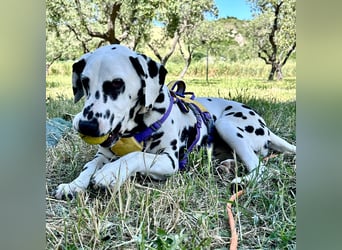 Snoopy - RESERVIERT - Herzenshund: verspielt u. fröhlich, trotz Handicap ein echter Sonnenschein
