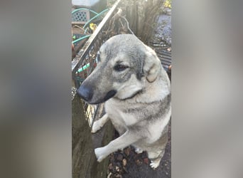 Capo Schäferhundmischling Rüde ca. 3,4 Jahre alt in Griechenland