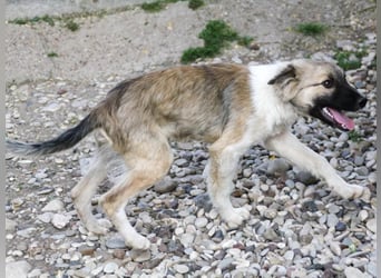 Gut gelaunter FRITZI ist ein charmanter und lustiger Hundebub