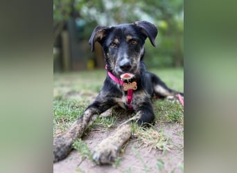 Hundedame BENI auf PS in 76829 Landau