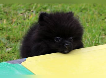 Yulie unsere kleine Pomeranian Zwergspitz Hündin mit Papieren kann ausziehen