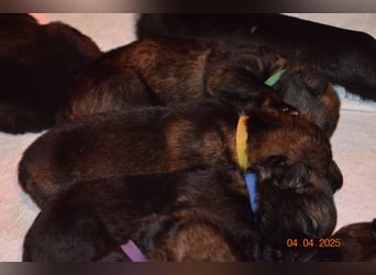 Dunkelgraue Schäferhunde aus Kör-u.Leistungzucht