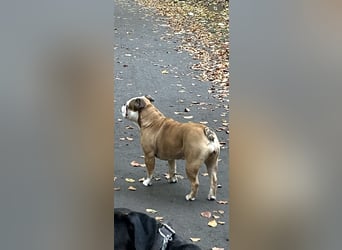 Englische Bulldoggen Welpen– 7 süße Mädels suchen bald ein Zuhause!