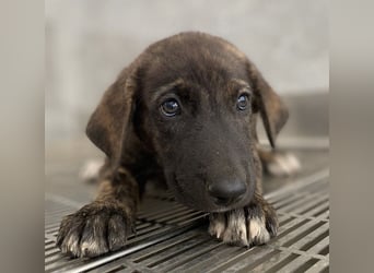 Tywin, geb. ca. 05/2024, lebt in GRIECHENLAND, auf einer privaten Pflegestelle