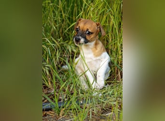Jack Russell Terrier Welpe (Rüde) abzugeben!