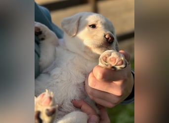 Zuckersüße Labrakita Welpen suchen ihr neues Zuhause!