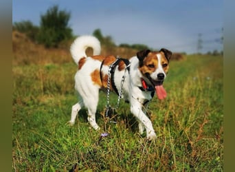 Barney – toller Bub mit viel Potenzial – wartet in PLZ 12683 Berlin-Biesdorf