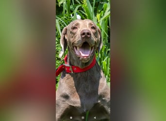 Traumhund sucht Traumzuhause – Vollblut-Weimaraner "Kapitän"