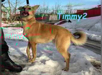 Timmy2 geb. 03/2023 - verspielter, aktiver und fröhlicher junger Rüde!