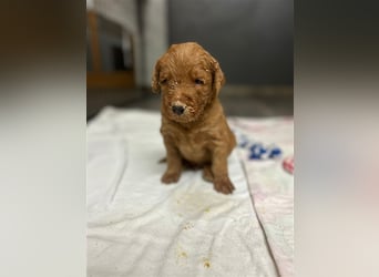 Labradoodle Welpen F1 in foxred/apricot