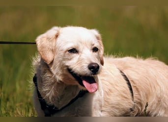 Babette, Mix Podengo / Terrier, lieb und verträglich