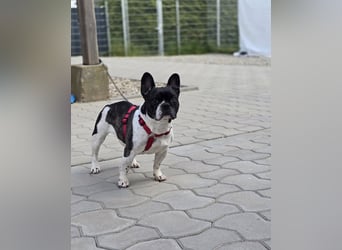 Französische Bulldogge Inge sucht Zuhause oder Pflegestelle