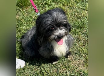 Micha: Hundekind sucht ein Zuhause