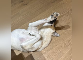 Gorbi aka Gorbatschow - freundlich, klug, sensibel - wünscht sich Struktur und Sicherheit