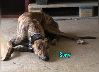 Sony geb. 09/2022 (ESP) - aufgeschlossener und ausgeglichener, wunderschöner Galgo!