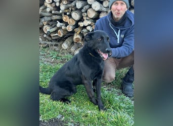 Axel, geb. 01.07.2023, 57cm, sucht seine Menschen