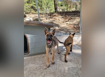 Malinois Mädchen LILO (Juni 2024) sucht eine Familie!