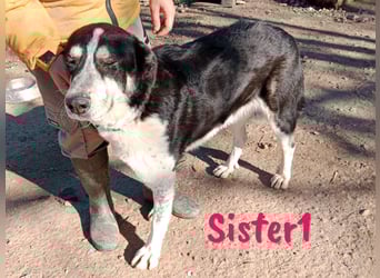 Sister1 01/2022 (ESP) - sehr liebevolle, ruhige und entspannte, große Kuschelmaus!