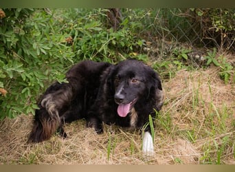 FRIEDA – sanfte Hündin sucht ihr ruhiges Zuhause