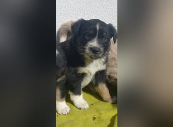 Hübsche Aussie Welpen
